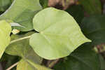 Velvetleaf 